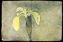 ancient book iris painting